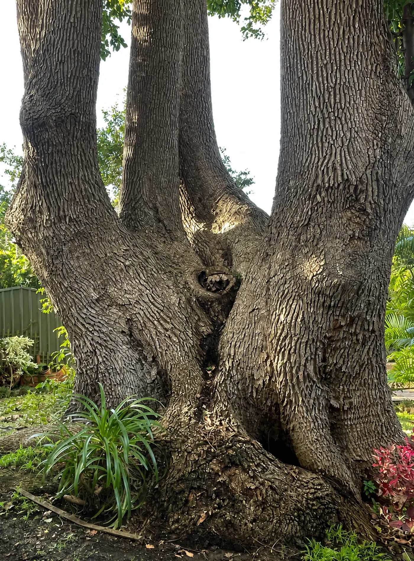 Multi-stemmed mature tree with an included bark union and basal cavity in a Sydney garden