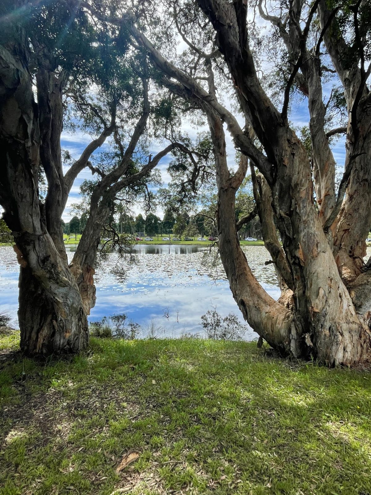 Mature paperbark trees framing a lake in a Sydney park