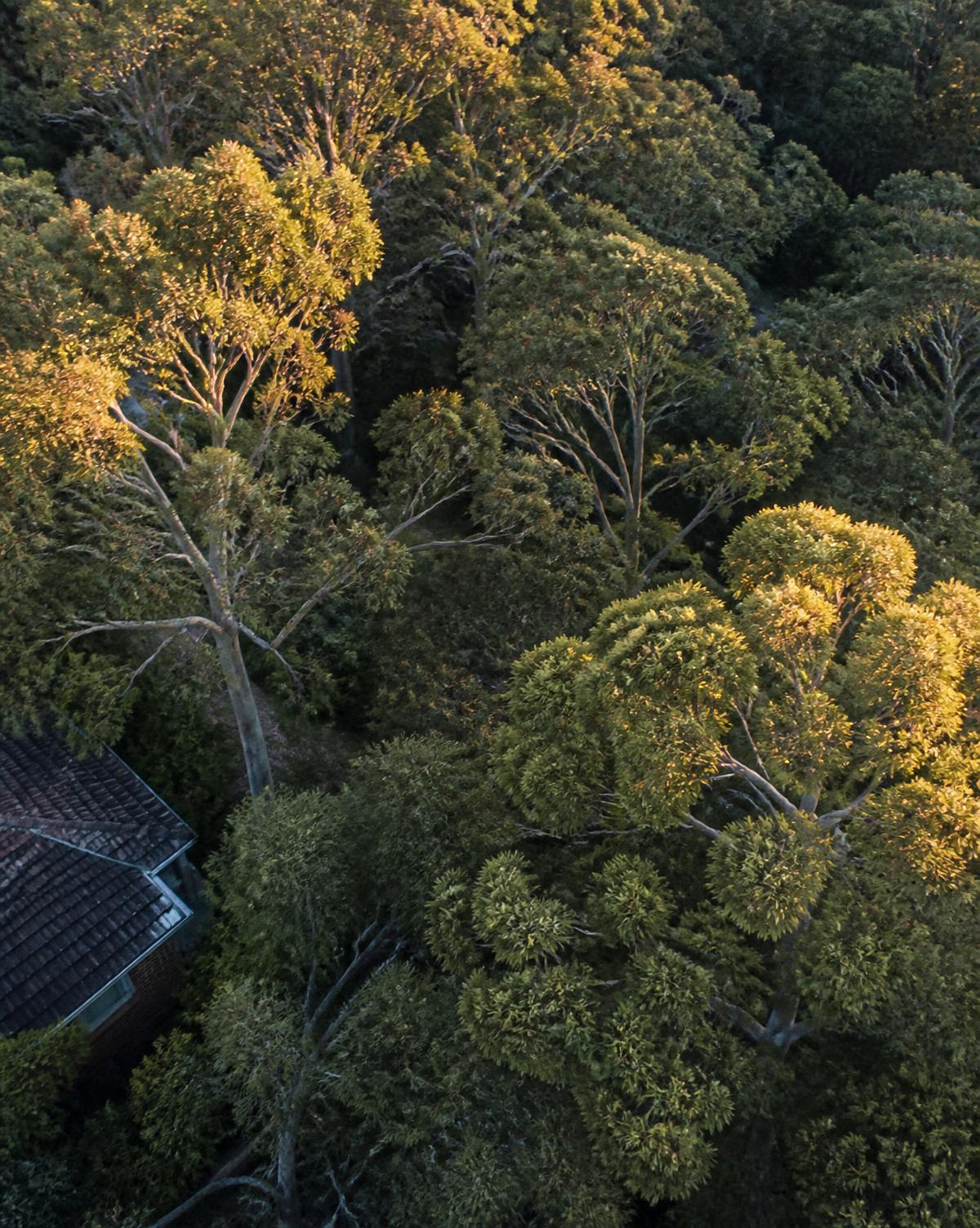 Aerial view of a eucalyptus canopy over a Sydney suburb at golden hour